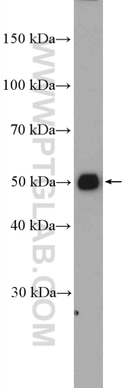 Western Blot (WB) analysis of mouse cerebellum tissue using CNTFR Polyclonal antibody (10796-1-AP)