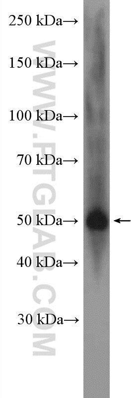 Western Blot (WB) analysis of SH-SY5Y cells using CNTFR Polyclonal antibody (10796-1-AP)