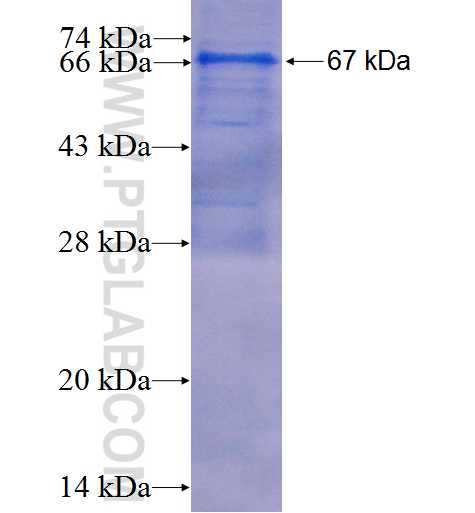 CNTFR fusion protein Ag1189 SDS-PAGE