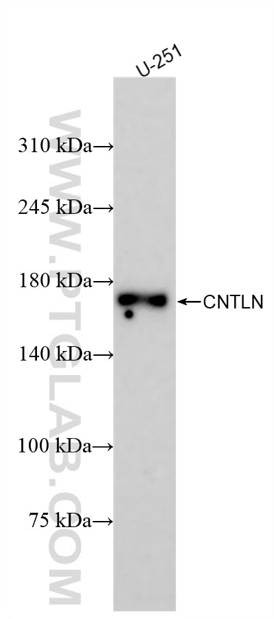 Western Blot (WB) analysis of U-251 cells using CNTLN Recombinant antibody (84781-1-RR)
