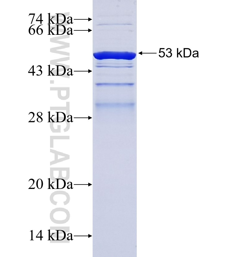 CNTLN fusion protein Ag36354 SDS-PAGE