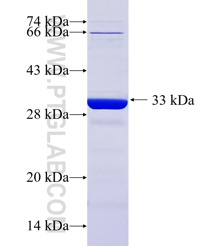 CNTLN fusion protein Ag36409 SDS-PAGE