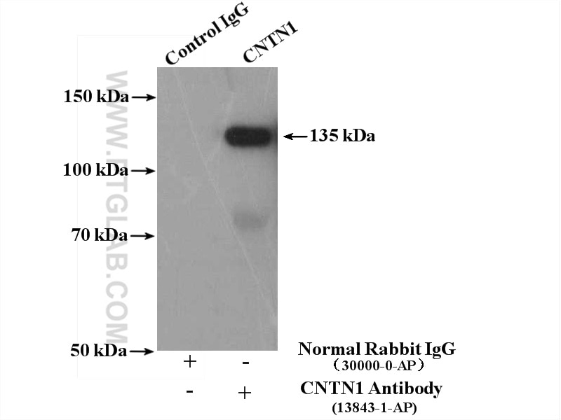 Immunoprecipitation (IP) experiment of rat brain tissue using CNTN1 Polyclonal antibody (13843-1-AP)