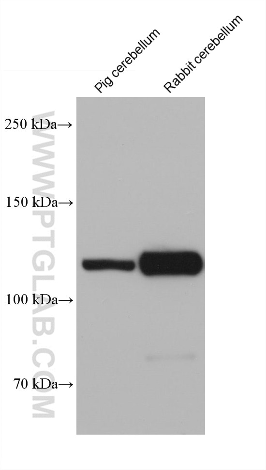 Western Blot (WB) analysis of various lysates using CNTN1 Monoclonal antibody (68252-1-Ig)