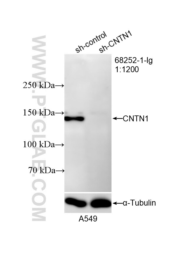 Western Blot (WB) analysis of A549 cells using CNTN1 Monoclonal antibody (68252-1-Ig)