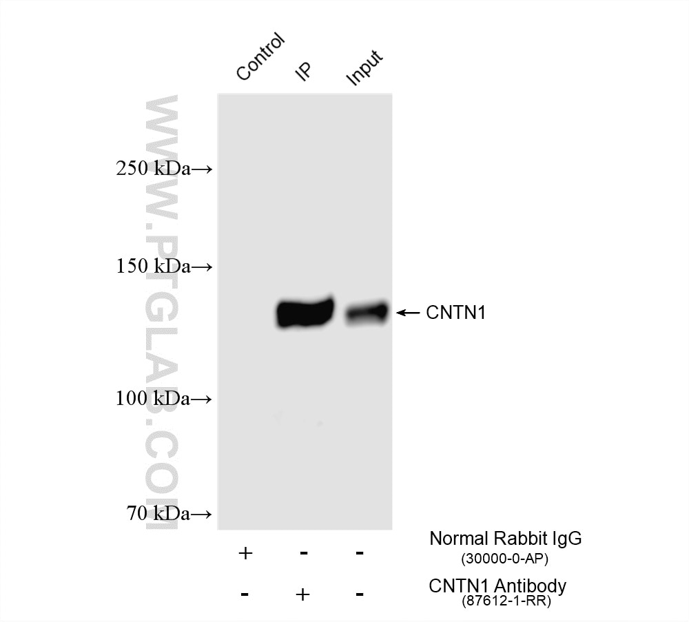 IP experiment of mouse brain using 87612-1-RR (same clone as 87612-1-PBS) Immunoprecipitation (IP) experiment of mouse brain tissue using CNTN1 Recombinant monoclonal antibody (87612-1-RR)