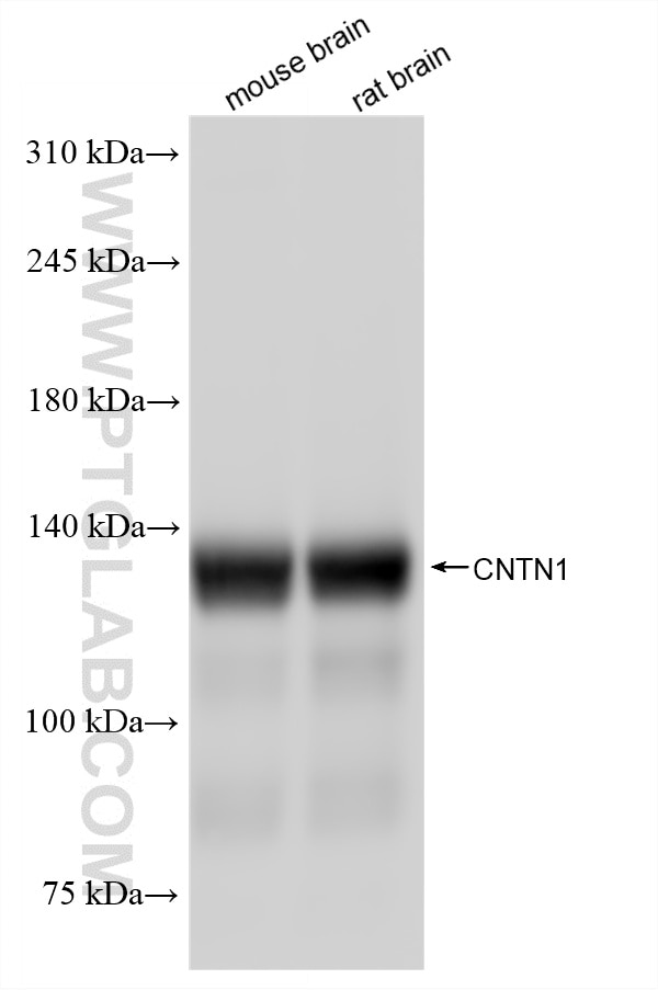 Various lysates were subjected to SDS PAGE followed by western blot with 87612-1-RR (CNTN1 antibody) at dilution of 1:20000 incubated at room temperature for 1.5 hours. Western Blot (WB) analysis of various lysates using CNTN1 Recombinant monoclonal antibody (87612-1-RR)