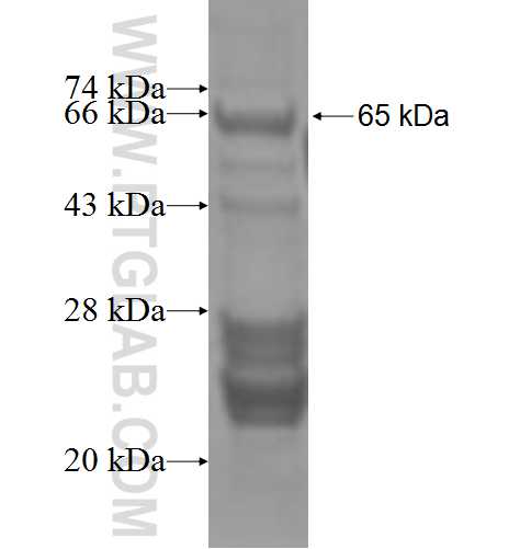 CNTN1 fusion protein Ag4803 SDS-PAGE