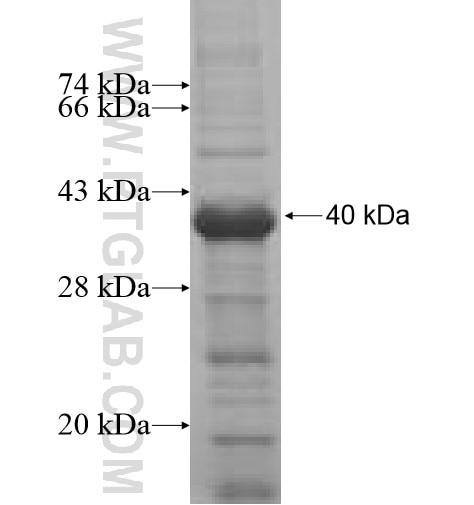 CNTN1 fusion protein Ag5030 SDS-PAGE