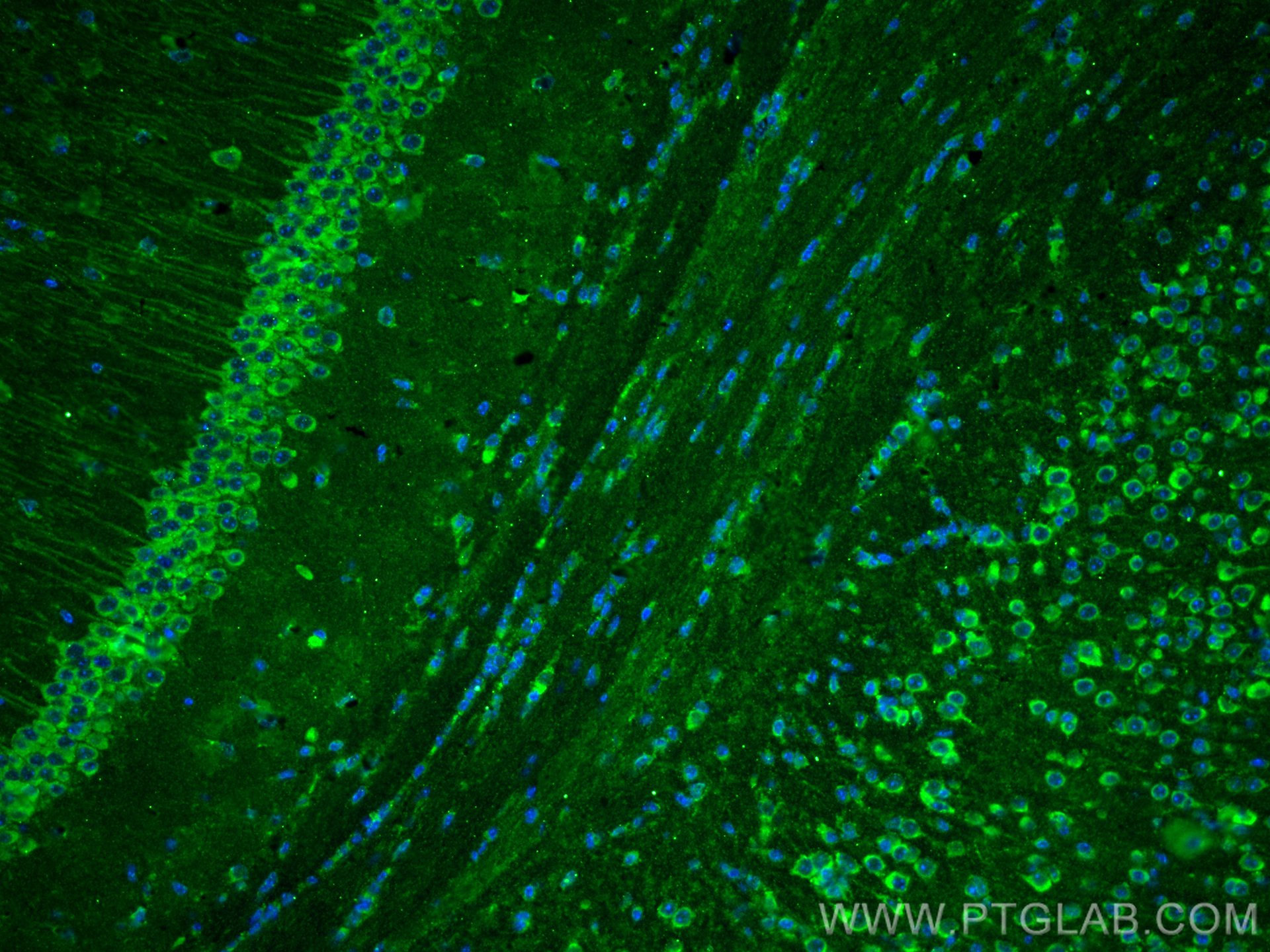 Immunofluorescence (IF) / fluorescent staining of mouse brain tissue using CNTN2 Monoclonal antibody (67089-1-Ig)