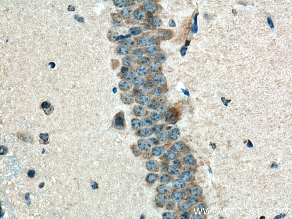 Immunohistochemistry (IHC) staining of mouse brain tissue using CNTN2 Monoclonal antibody (67089-1-Ig)