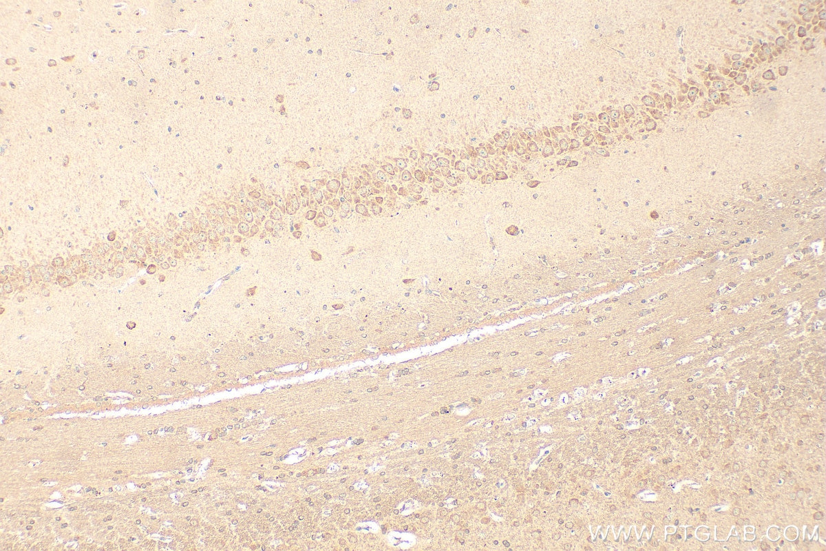 Immunohistochemistry (IHC) staining of rat brain tissue using CNTN2 Monoclonal antibody (67089-1-Ig)