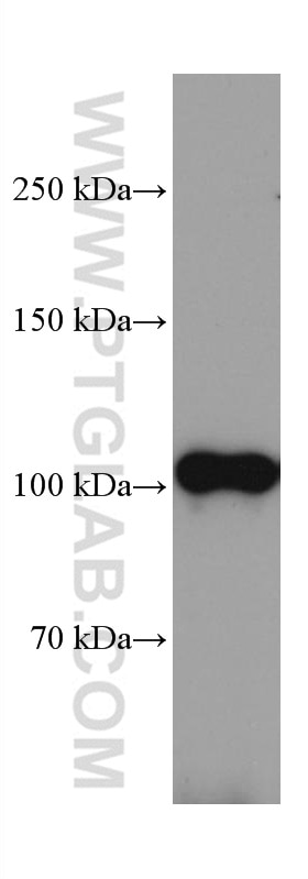 Western Blot (WB) analysis of pig brain tissue using CNTN2 Monoclonal antibody (67089-1-Ig)