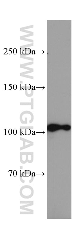 Western Blot (WB) analysis of pig cerebellum tissue using CNTN2 Monoclonal antibody (67089-1-Ig)