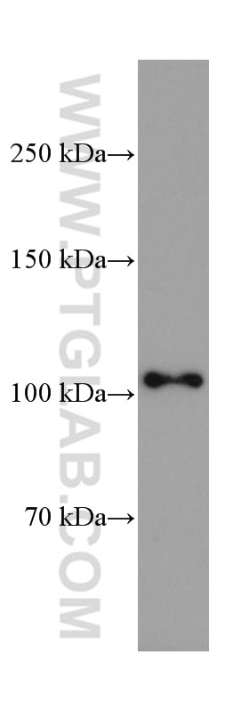 Western Blot (WB) analysis of pig spinal cord tissue using CNTN2 Monoclonal antibody (67089-1-Ig)
