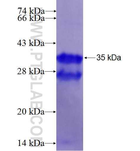 CNTN2 fusion protein Ag25898 SDS-PAGE