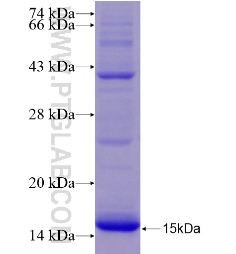 CNTN2 fusion protein Ag28301 SDS-PAGE
