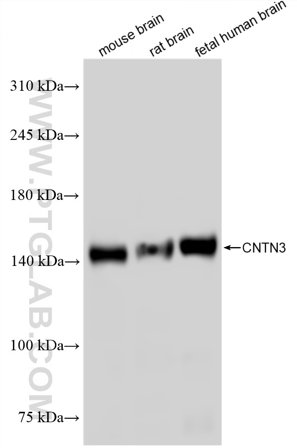 Various lysates were subjected to SDS PAGE followed by western blot with 86965-1-RR (CNTN3 antibody) at dilution of 1:10000 incubated at room temperature for 1.5 hours. Western Blot (WB) analysis of various lysates using CNTN3 Recombinant monoclonal antibody (86965-1-RR)
