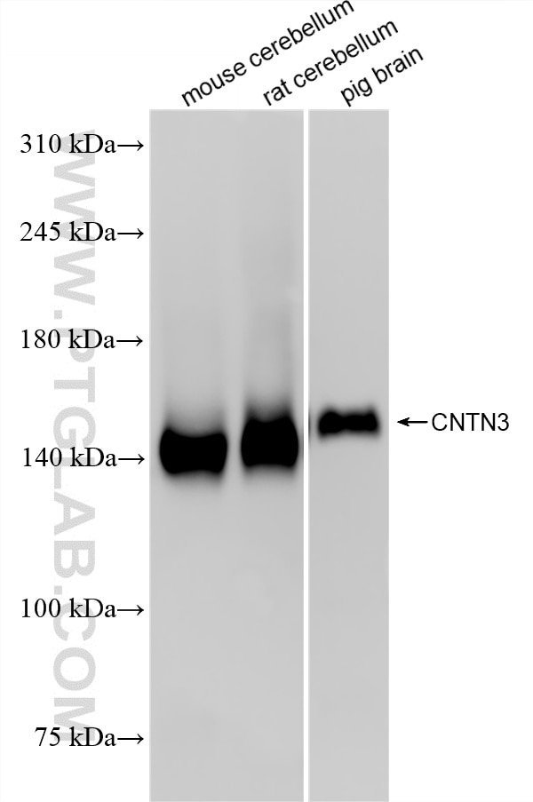 Various lysates were subjected to SDS PAGE followed by western blot with 86965-1-RR (CNTN3 antibody) at dilution of 1:10000 incubated at room temperature for 1.5 hours. Western Blot (WB) analysis of various lysates using CNTN3 Recombinant monoclonal antibody (86965-1-RR)
