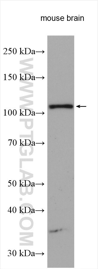 Western Blot (WB) analysis of mouse brain tissue using CNTN4 Polyclonal antibody (12777-1-AP)