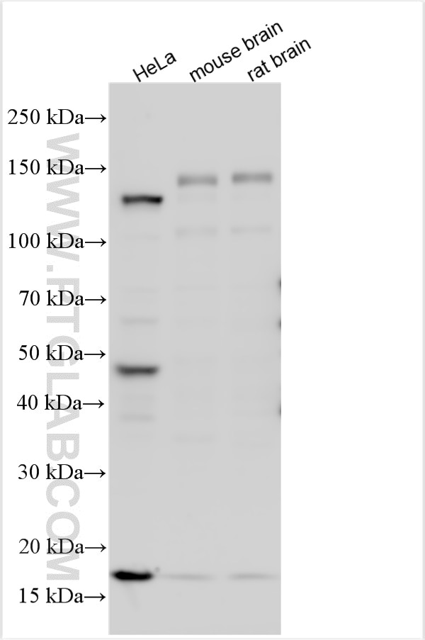 Western Blot (WB) analysis of various lysates using CNTN4 Polyclonal antibody (12777-1-AP)