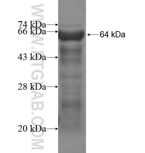 CNTN4 fusion protein Ag3476 SDS-PAGE