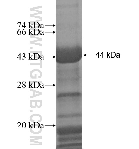 CNTN5 fusion protein Ag11984 SDS-PAGE