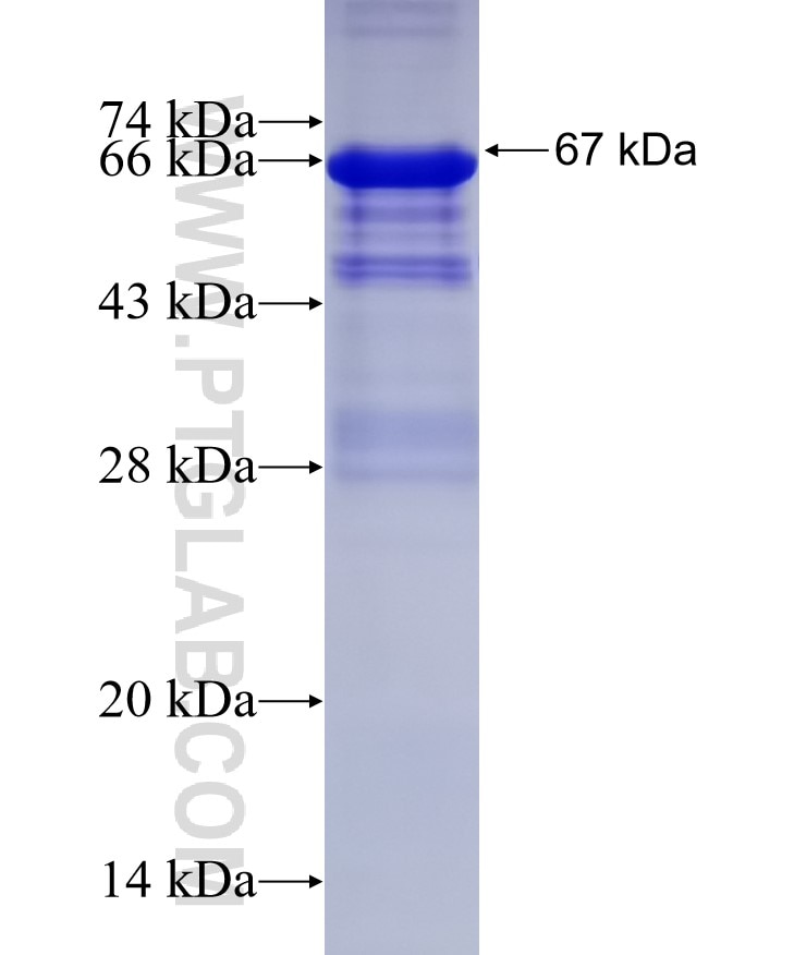 CNTNAP2 fusion protein Ag22844 SDS-PAGE