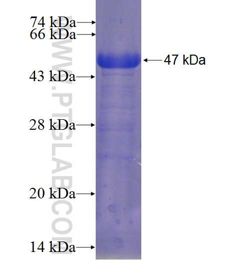 CNTNAP2 fusion protein Ag23049 SDS-PAGE