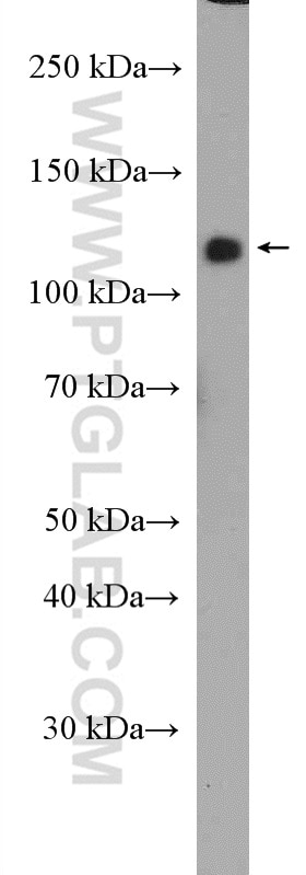 Western Blot (WB) analysis of HEK-293 cells using CNTNAP3 Polyclonal antibody (27410-1-AP)