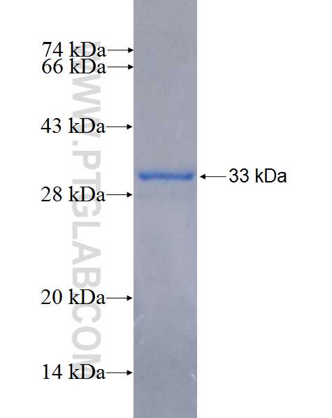 CNTNAP3 fusion protein Ag26624 SDS-PAGE