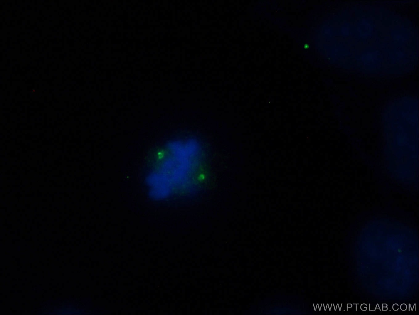 Immunofluorescence (IF) / fluorescent staining of A431 cells using CNTROB Polyclonal antibody (26880-1-AP)