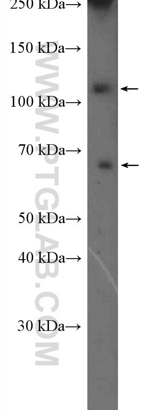 CNTROB