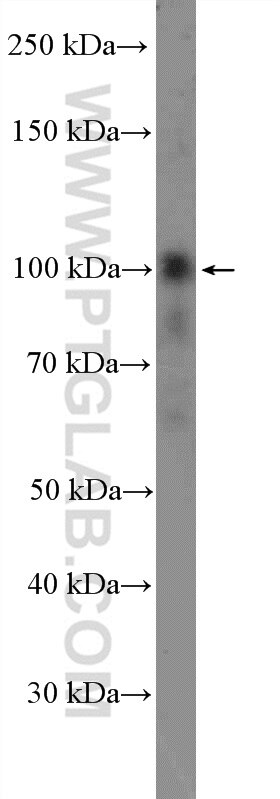 Western Blot (WB) analysis of mouse brain tissue using CNTROB Polyclonal antibody (26880-1-AP)