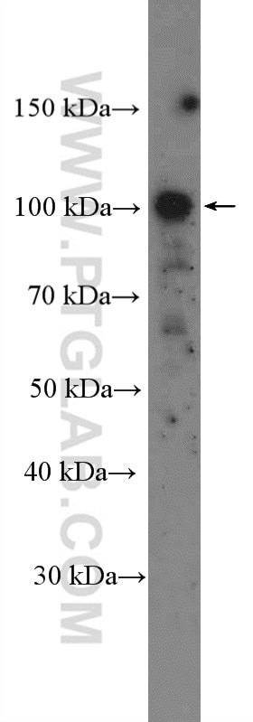 Western Blot (WB) analysis of mouse brain tissue using CNTROB Polyclonal antibody (26880-1-AP)