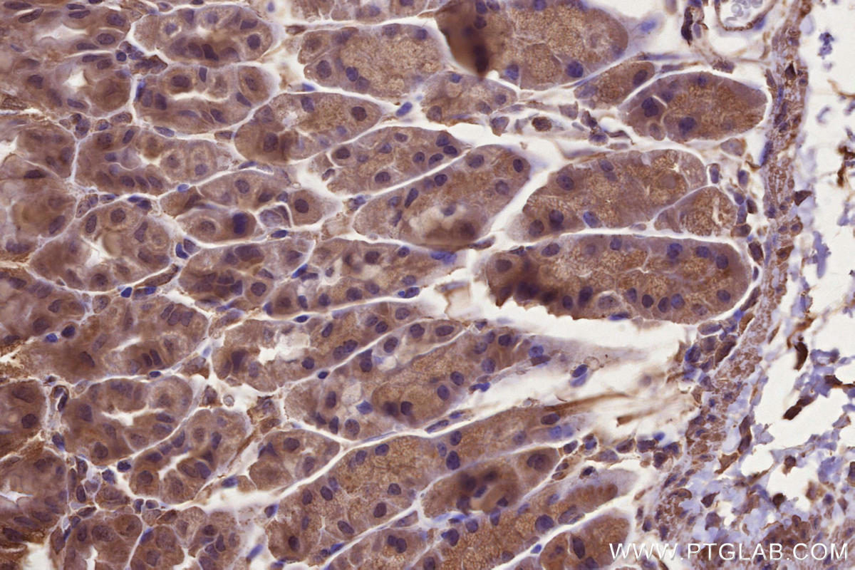 IHC staining of mouse stomach using 67061-1-Ig Immunohistochemistry (IHC) staining of mouse stomach tissue using CNTROB Monoclonal antibody (67061-1-Ig)