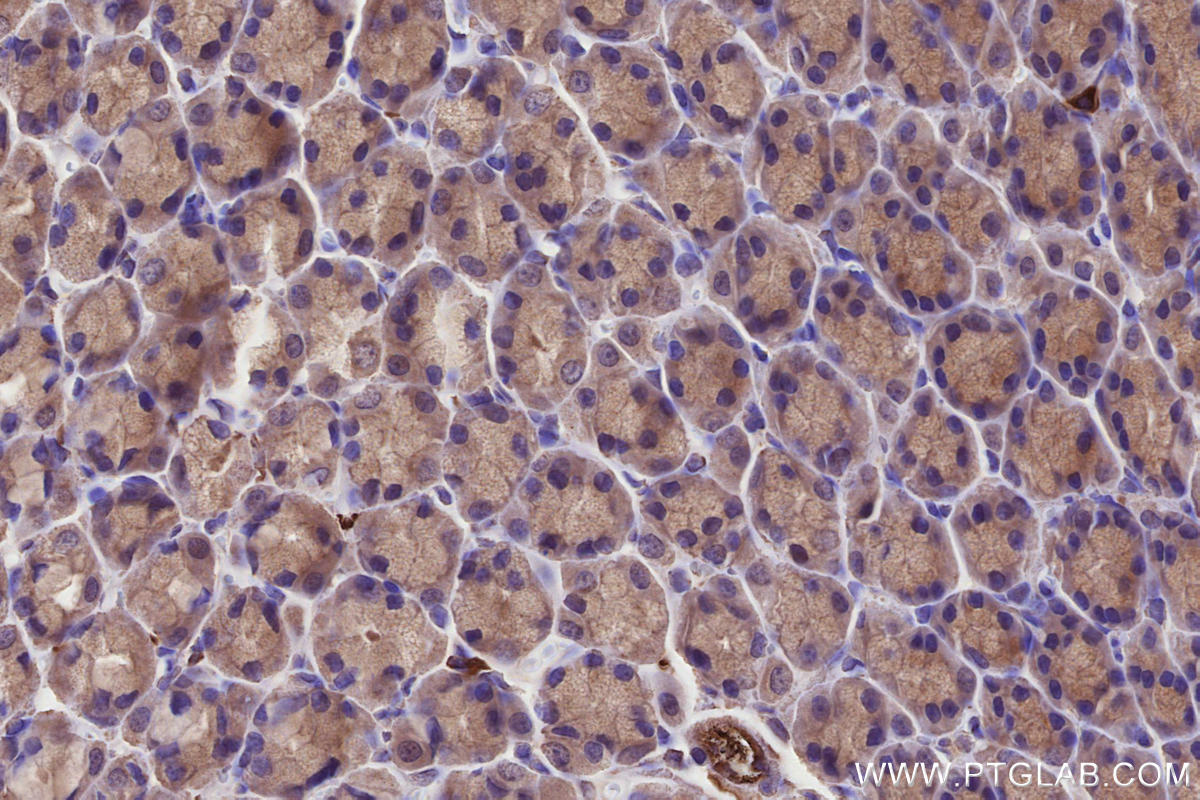 IHC staining of rat stomach using 67061-1-Ig Immunohistochemistry (IHC) staining of rat stomach tissue using CNTROB Monoclonal antibody (67061-1-Ig)