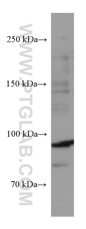 Western Blot (WB) analysis of pig brain tissue using CNTROB Monoclonal antibody (67061-1-Ig)