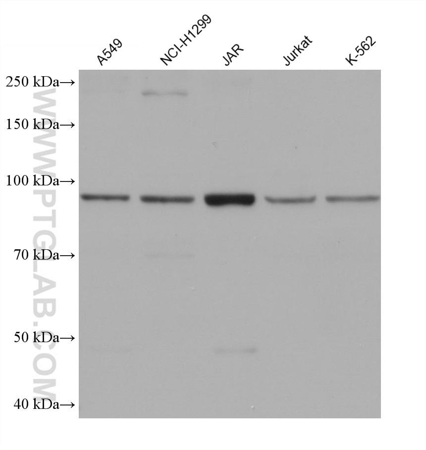 Western Blot (WB) analysis of various lysates using CNTROB Monoclonal antibody (67061-1-Ig)