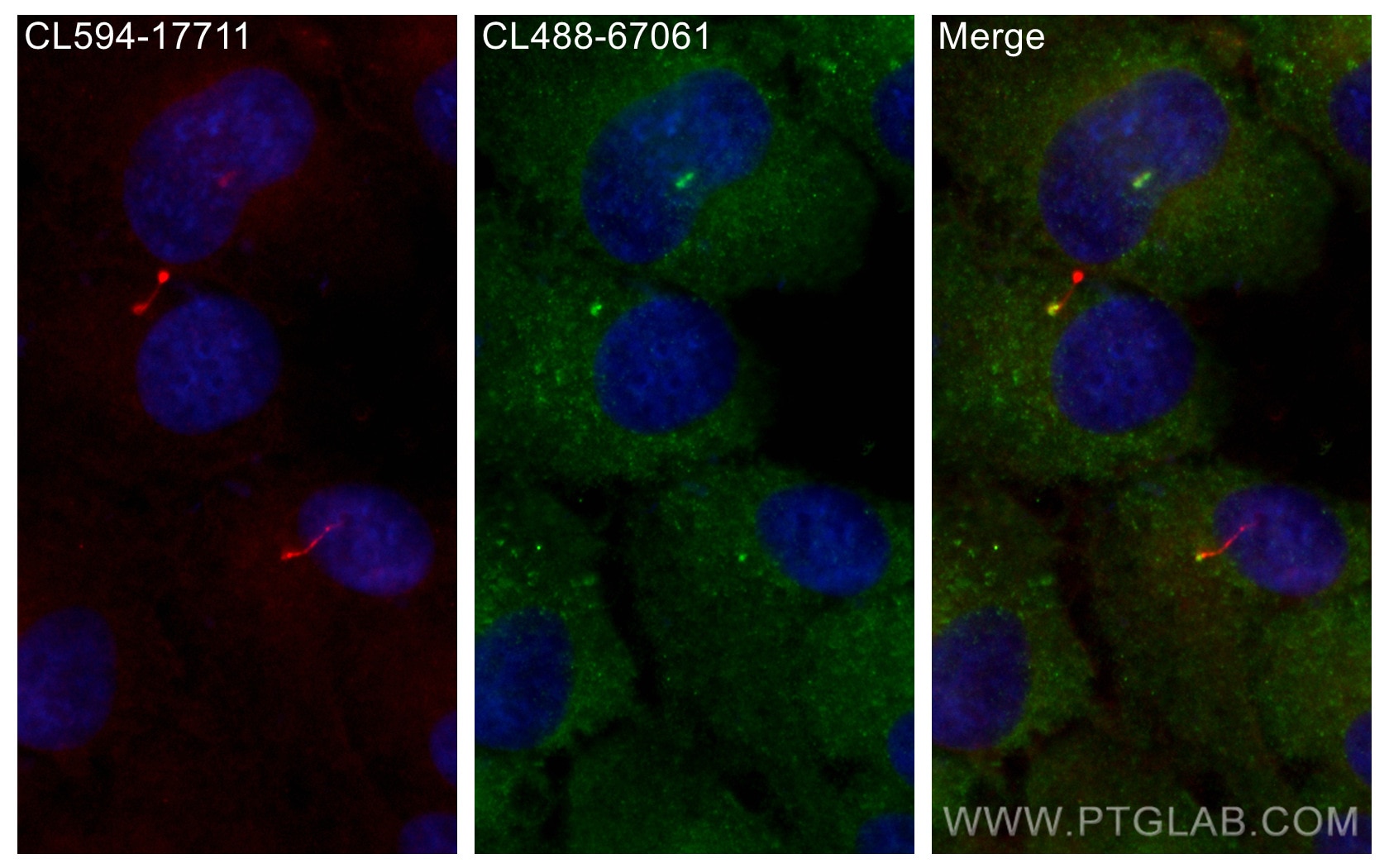 Immunofluorescence (IF) / fluorescent staining of hTERT-RPE1 cells using CoraLite® Plus 488-conjugated CNTROB Monoclonal an (CL488-67061)