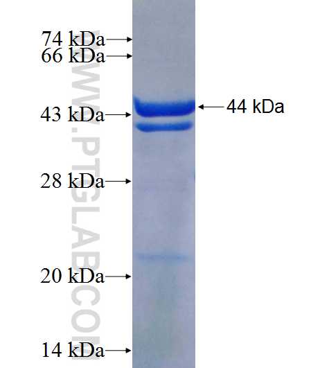 CNTROB fusion protein Ag25447 SDS-PAGE