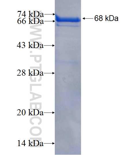 CNTROB fusion protein Ag25454 SDS-PAGE
