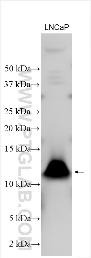 Western Blot (WB) analysis of various lysates using COA4 Polyclonal antibody (30721-1-AP)