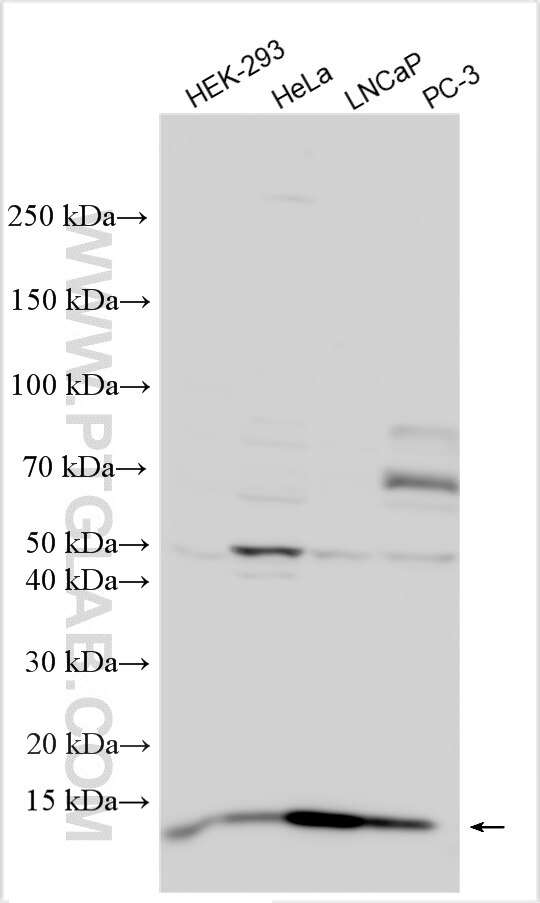 Western Blot (WB) analysis of various lysates using COA4 Polyclonal antibody (30721-1-AP)