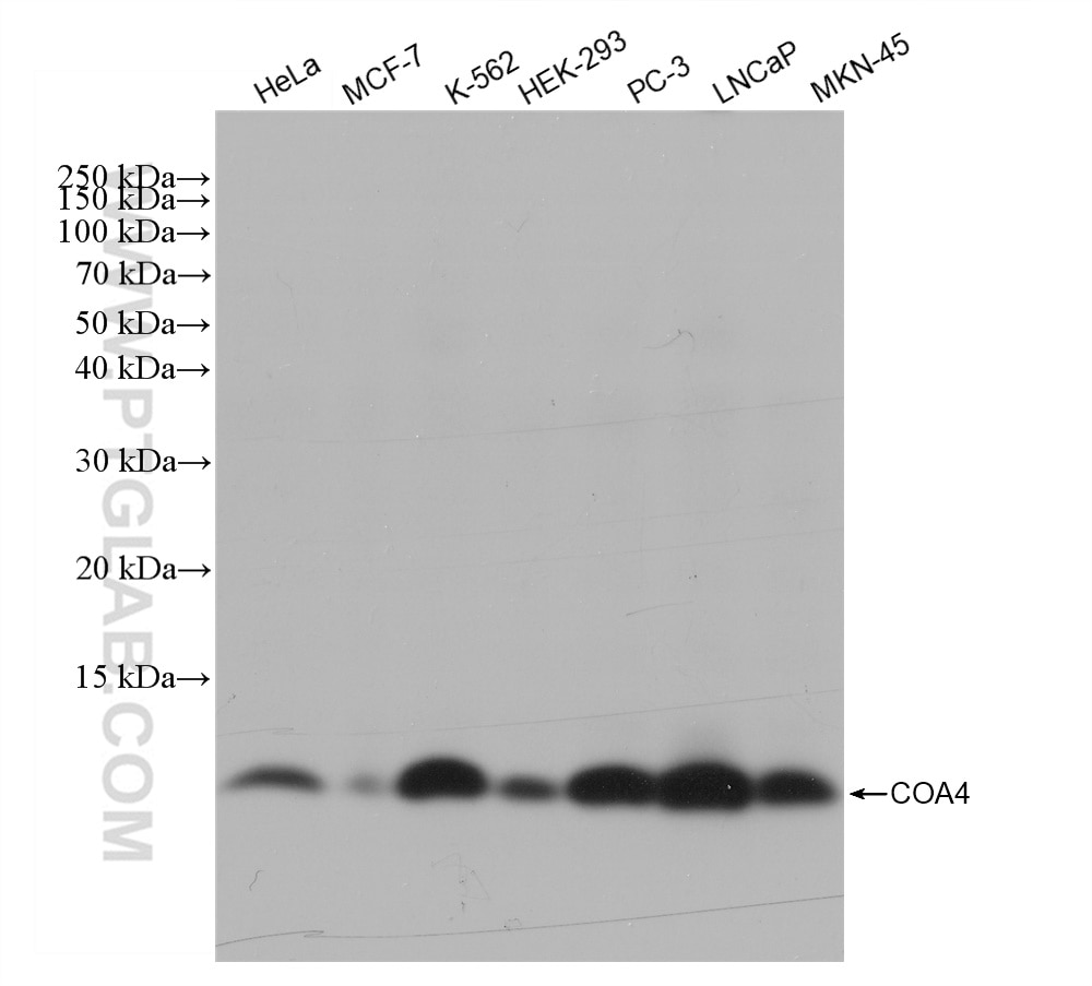 Western Blot (WB) analysis of various lysates using COA4 Recombinant antibody (83326-1-RR)