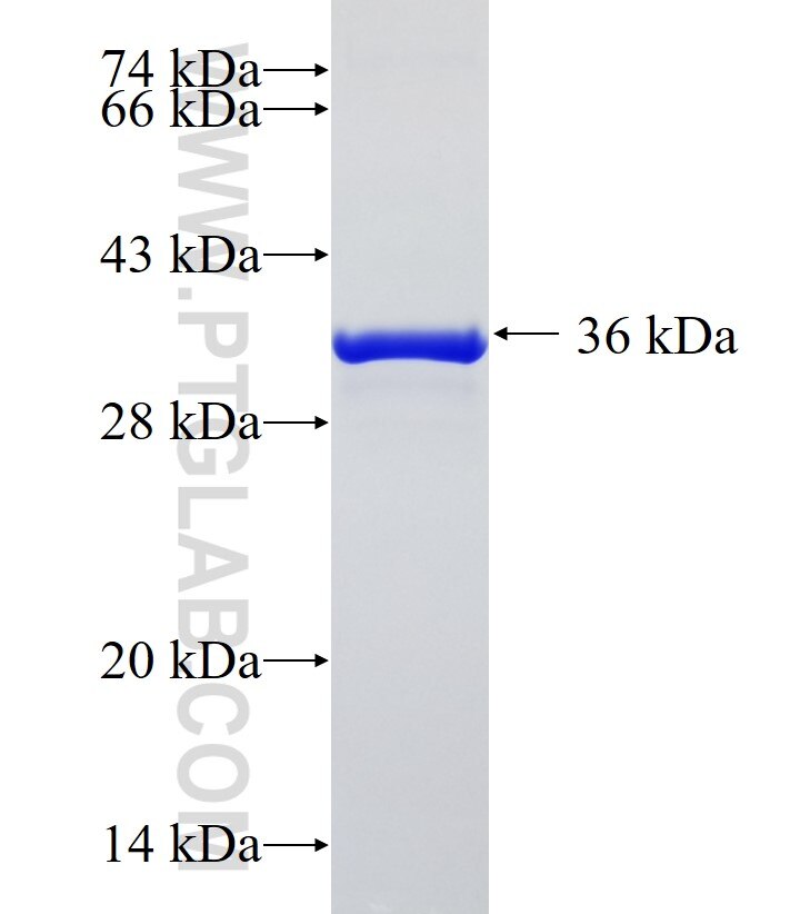 CHCHD8 fusion protein Ag33966 SDS-PAGE