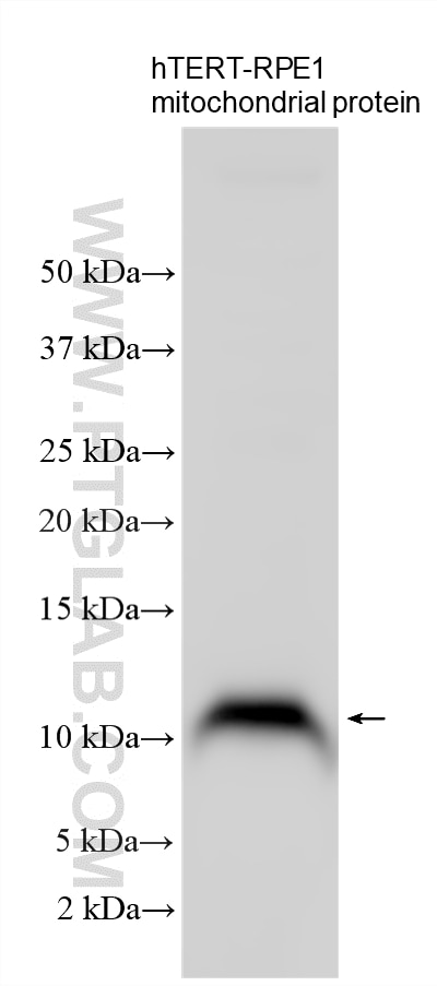 WB analysis using 34046-1-AP Western Blot (WB) analysis of various lysates using COA5 Polyclonal antibody (34046-1-AP)