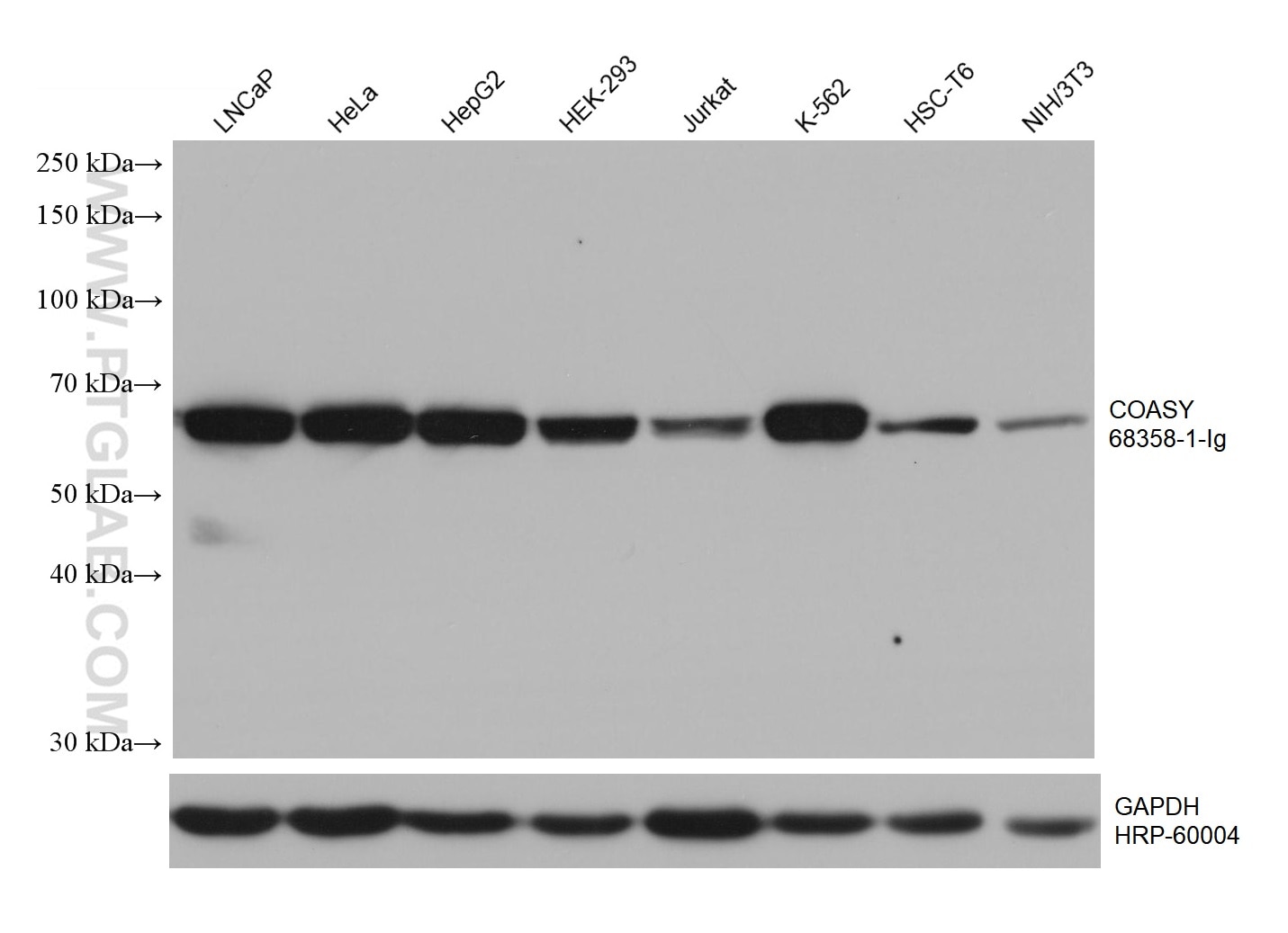 Western Blot (WB) analysis of various lysates using COASY Monoclonal antibody (68358-1-Ig)