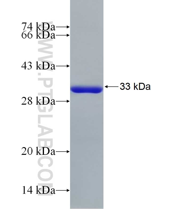 COASY fusion protein Ag33142 SDS-PAGE