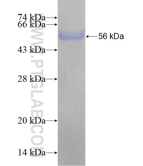 COASY fusion protein Ag3651 SDS-PAGE